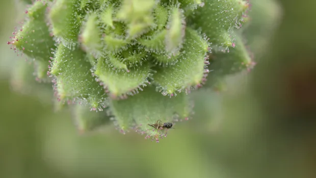 Charles Darwin finally proven right about bug-eating plant after 150 years