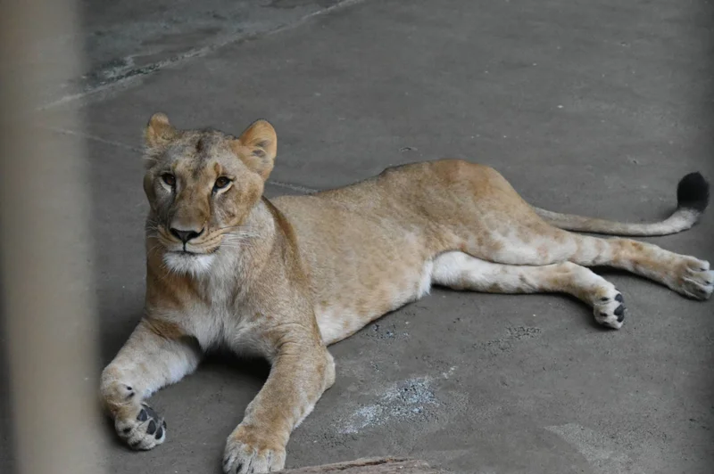 Three lions die at Tokyo’s Tama Zoo amid heat wave