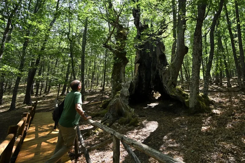 Residents defend Spain's ancient 'El Abuelo' tree from flames