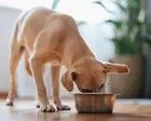 Dog food recalled after reports of pets losing their sight