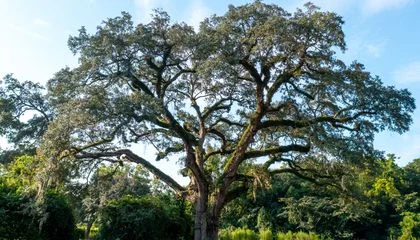 Inside the Fight to Save a 300-Year-Old Tree That Survived a Revolutionary War Battle