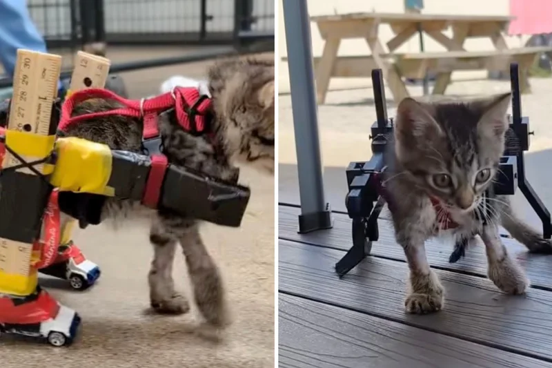 Gelato the kitten gets purpose-built wheelchair after homemade Hot Wheels version went viral