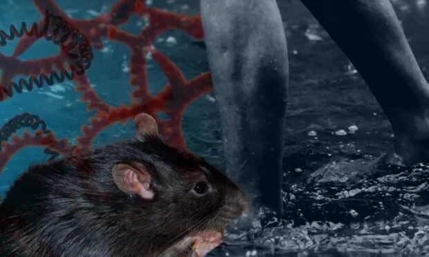 Enough leptospirosis medicine available in Mandaue
