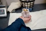 One of Africa's Rarest Birds Hatched 5 Chicks at Chester Zoo After Dad Stepped Up, a First in 95 Years