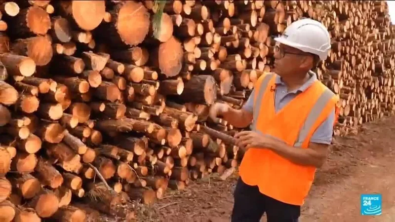 France's timber industry rushes to process trees charred by wildfires