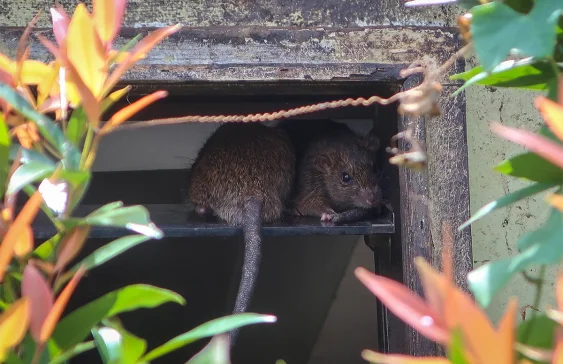 How Invasive Rats Mess with Coral Reef Food Webs