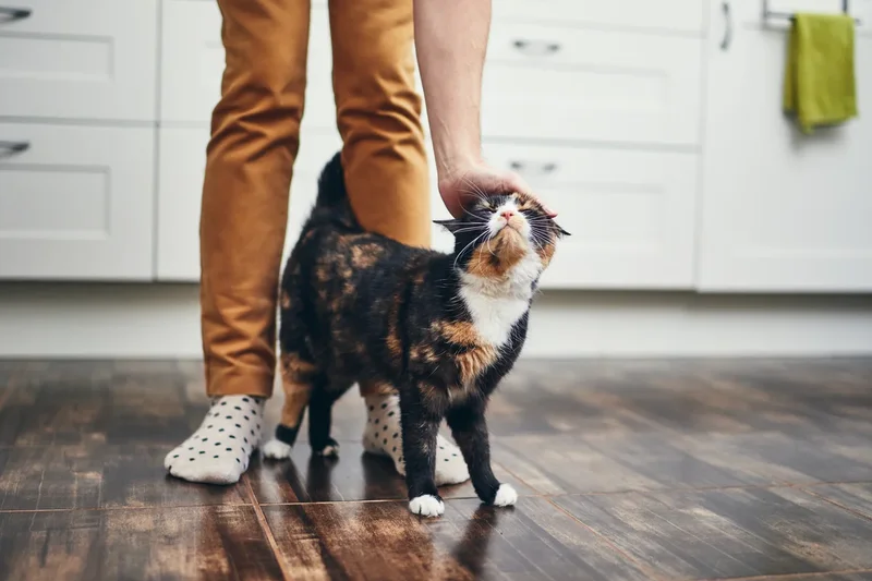 Does my cat love me? Here are four science-backed ways to tell
