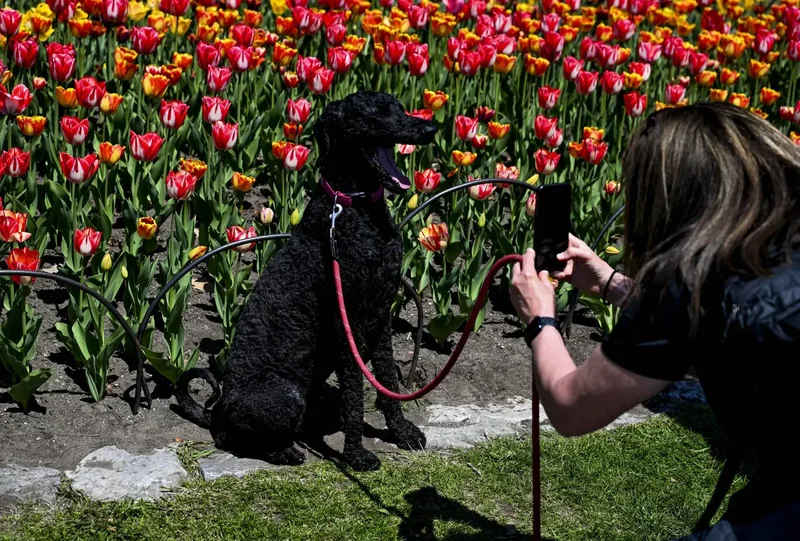 Dogs understand human emotions through facial expressions: study