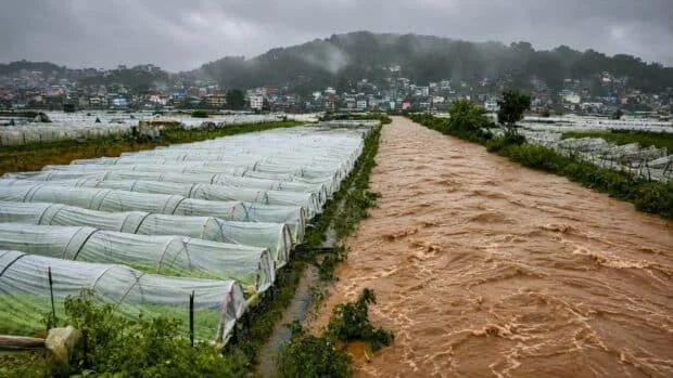 Floodwaters swamp Benguet's strawberry farms