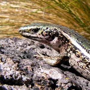 Rare Canterbury spotted skink rediscovered near Christchurch