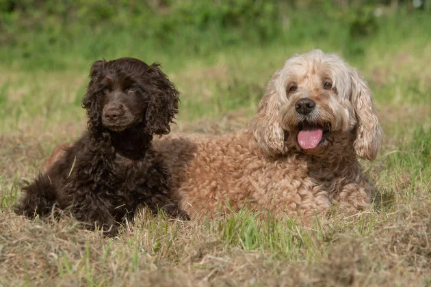 I knew I had become a proper Dubliner when my new neighbour reported my dogs
