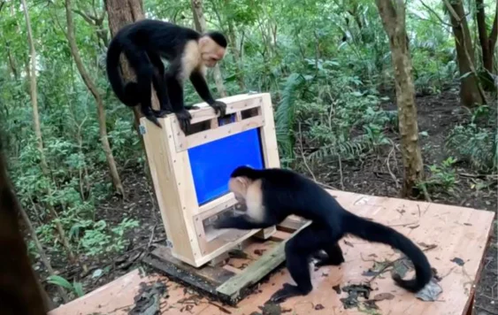 What Happens When You Put an AI-Powered Banana Casino in a Monkey Reserve?