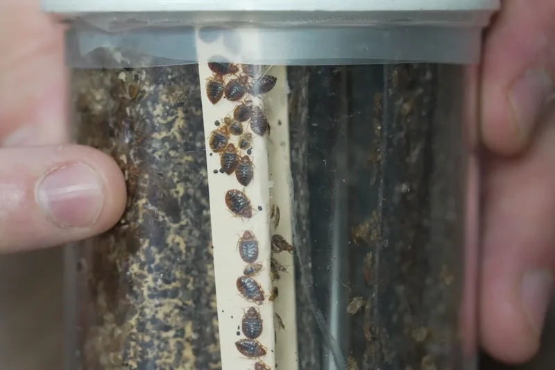 Bedbugs can cause people to lose sleep — and blood. Here's what to do about them