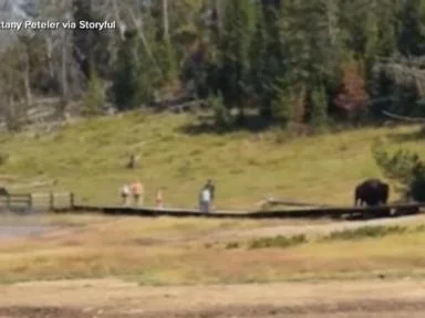 WATCH:  Bison charges at child in Yellowstone