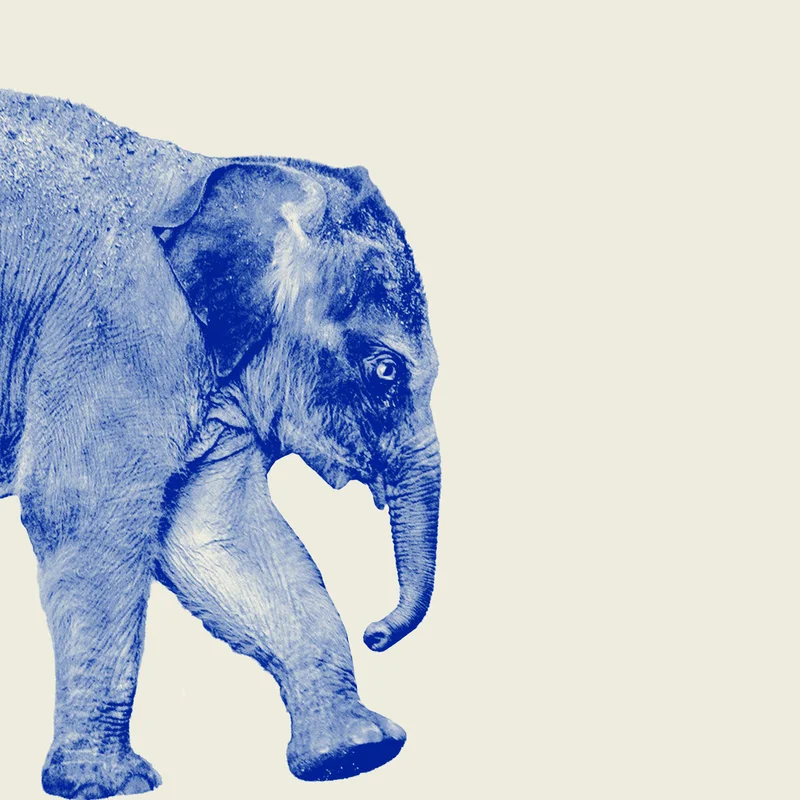What Happens to America’s Political Parties After Trump?