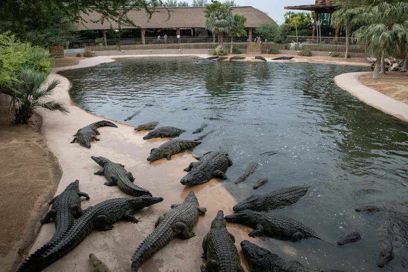 Israel halts plans to introduce crocodiles to jail holding Palestinian prisoners due to animal welfare concerns