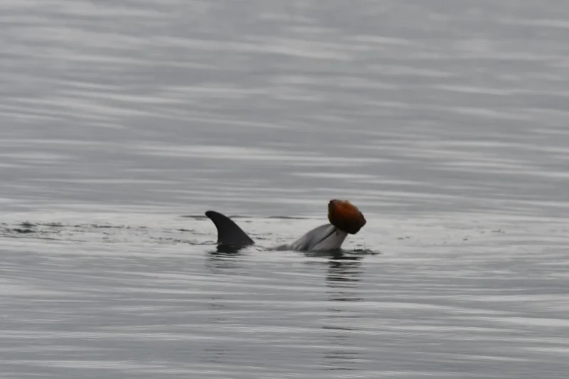 Dolphins caught on camera using seashells to catch fish for first time
