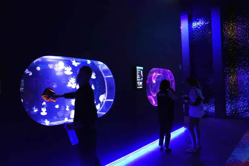Mesmerizing jellyfish take center stage at 1st US museum dedicated solely to the floating predators