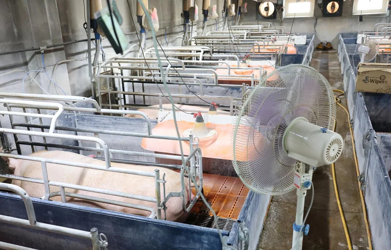 Extreme heat drives livestock insurance claims past 2,000 cases
