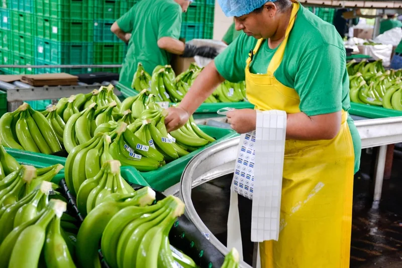 Ecuador Plans Its First Banana Shipment to Brazil in Years