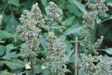 Jumbo’s quinoa now comes from Groningen, not Peru