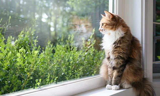 Purr-fectly happy inside! Study reveals cats cope with indoor life far better than owners fear
