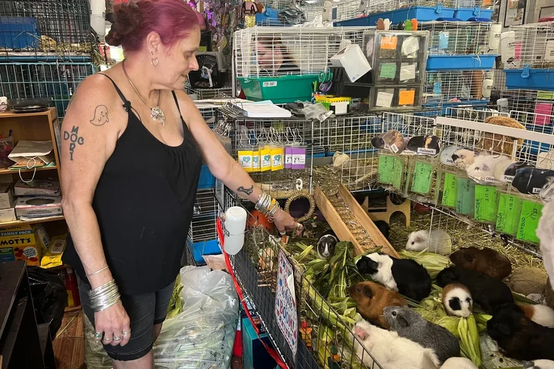 Hundreds of guinea pigs fill Massachusetts sanctuary with squeals, purrs and lots of love