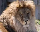 Lion saved as cub from Ukraine war and brought to US battles rare fungal disease
