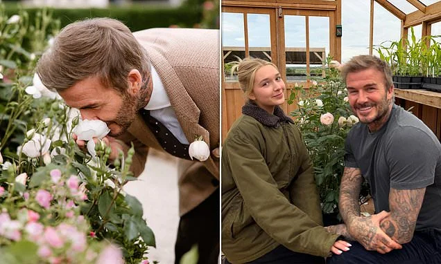 Brand it like Beckham continues...Sir David trademarks 50th birthday rose from his daughter Harper