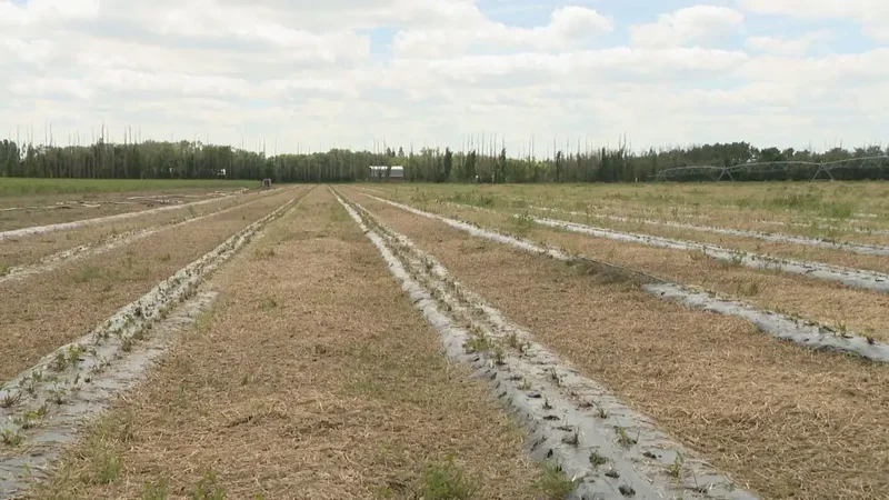 Prairie producers filed more than 4,000 crop insurance claims in stormy July