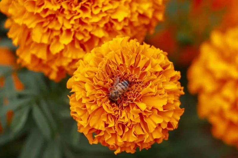 Mexico in Numbers: Mexico’s biodiversity and honey production