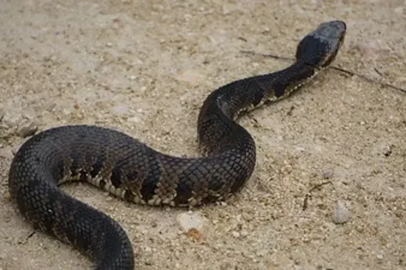 High School football player finds two-foot venomous snake burrowed in helmet during practice