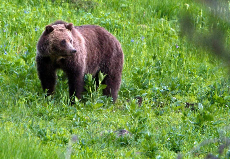 72-year-old woman seriously injured in grizzly bear attack in remote area of B.C.