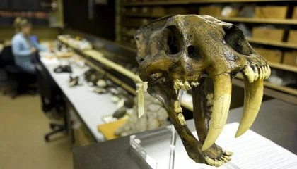 Spinal Deformities in Saber-Toothed Cat Fossils Reveal How the Now-Extinct Felines May Have Spent Their Final Days