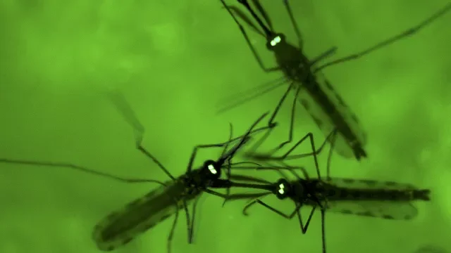 Invasive mosquito sparks malaria fears across Africa