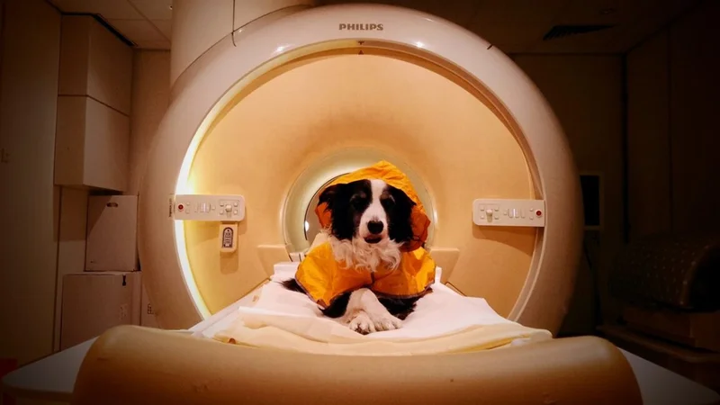 Dogs can tell if you're scared or sad