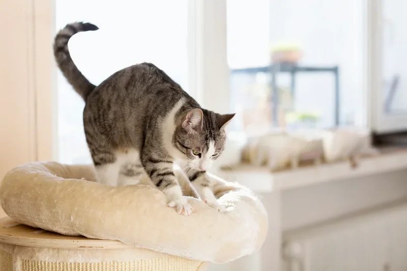 Why do cats knead with their paws? Here’s what a veterinarian says