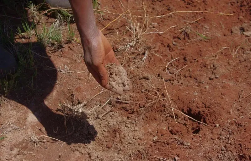 Soil biodiversity: The hidden life beneath our feet