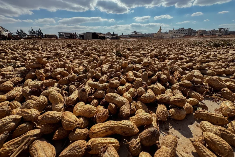 Eat capsules containing human faeces to reduce peanut allergies, study suggests