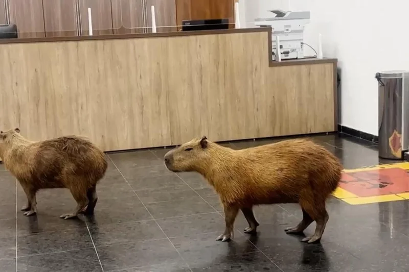 Herd of capybaras joins lawmakers in chambers in central Brazil