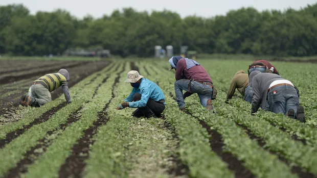 P.E.I. declines Ottawa's offer to let rural employers hire more temporary foreign workers