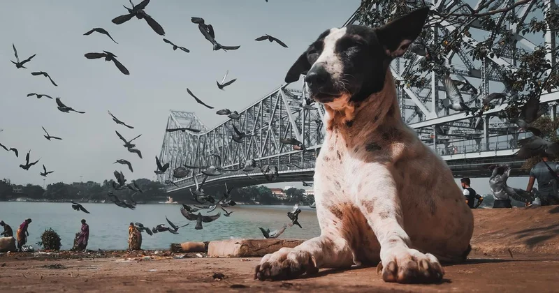 For children: Bird and Dog get into adventures that will take them away from the lives they’ve known