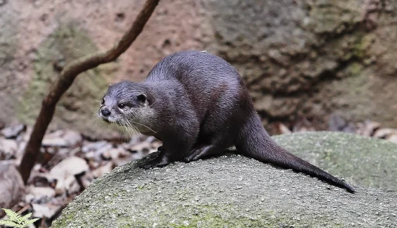 Do Zoo Otters Love People Watching?