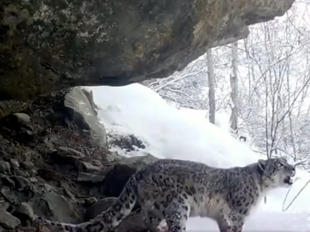 Habitat loss, weak enforcement fuel rise in leopard killings