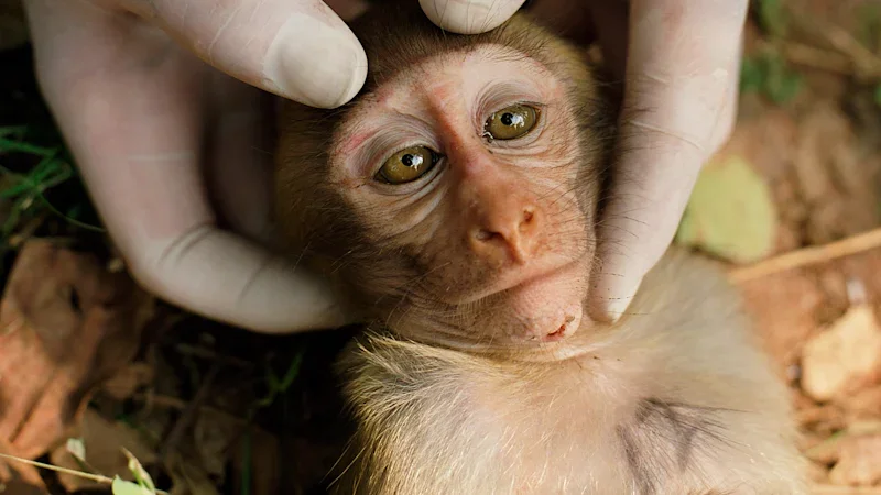 This scientist quit her job in animal testing to fight for monkeys caged in the labs