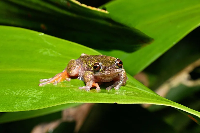 Nocturnal 'coffee frog' discovered in Costa Rica