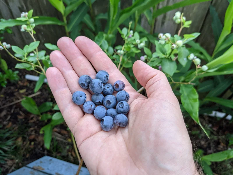 Egypt Opens Its Market to Peruvian Blueberries