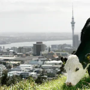 Inside Economics: Why a bad Auckland economy drags the whole country down; plus, the beer tax debate heats up