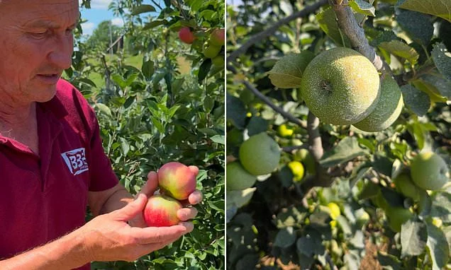 Farmer resorts to applying special 'sun cream' on his APPLES to stop them boiling amid Britain's record-breaking heatwave
