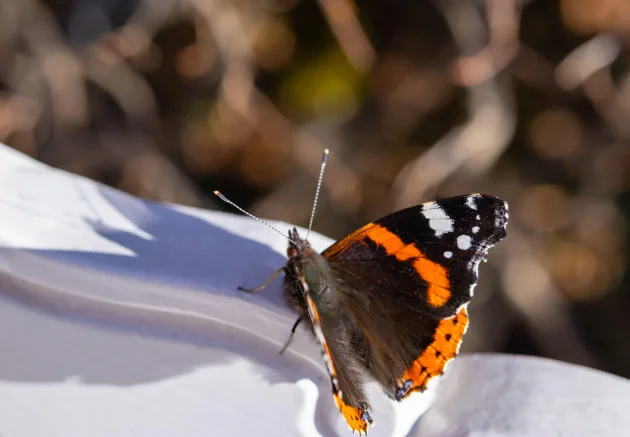 Quiz: How much do you know about butterflies?